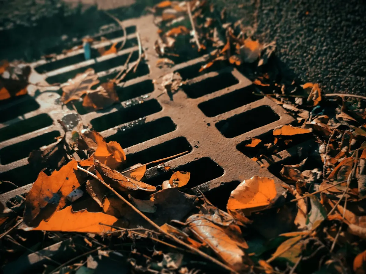 Leaves gathered over an outside drain grate